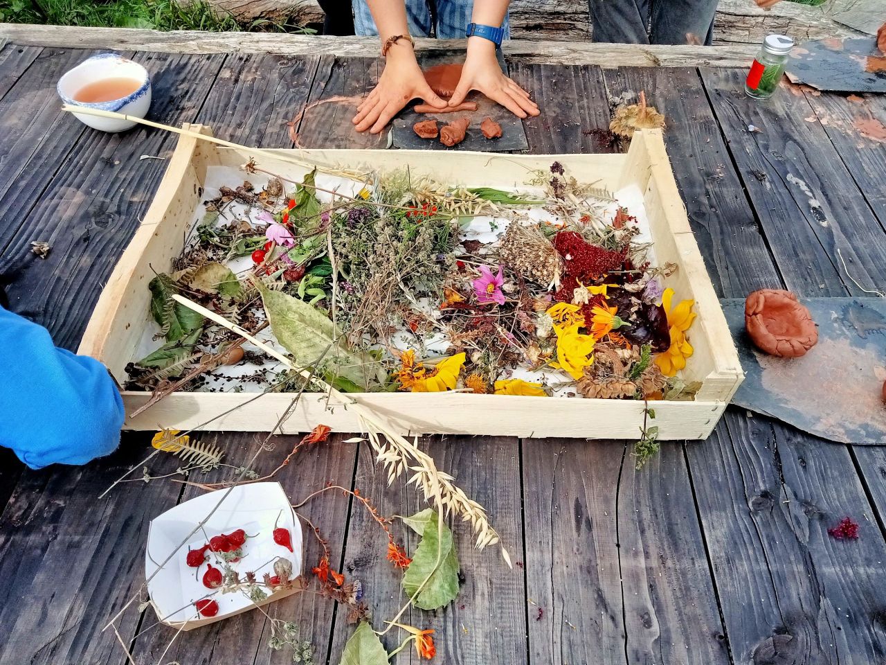 Les CM1 à la découverte du jardinage à la Coudraie